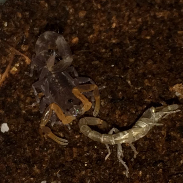 Lychas Spec Scorpion