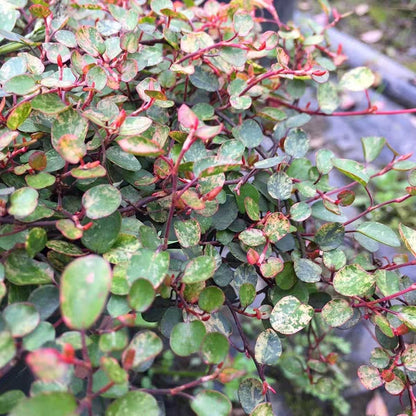 Maidenhair Vine ( Muehlenbeckia complexa ' Spotlight ' )