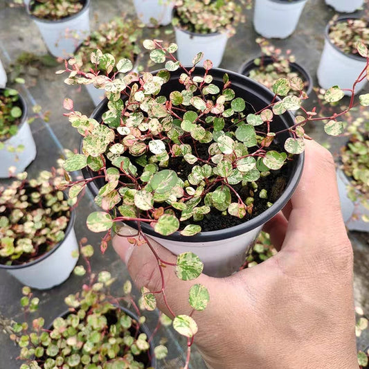 Maidenhair Vine ( Muehlenbeckia complexa ' Spotlight ' )