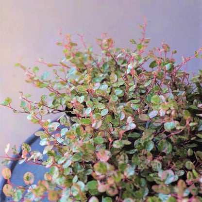 Maidenhair Vine ( Muehlenbeckia complexa ' Spotlight ' )