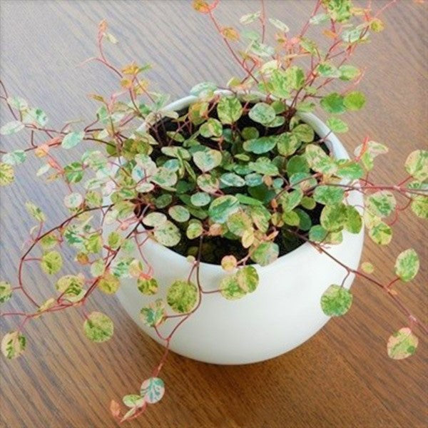 Maidenhair Vine ( Muehlenbeckia complexa ' Spotlight ' )