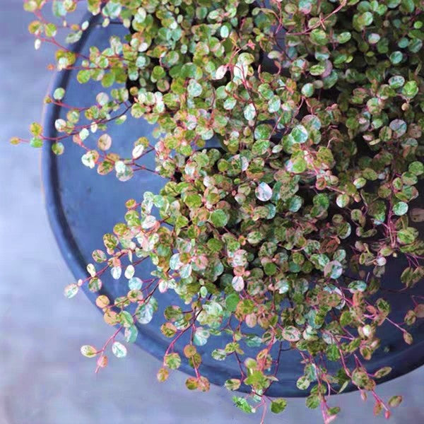 spotlight hanging plant Maidenhair Vine ( Muehlenbeckia complexa ' Spotlight ' ) for Sale