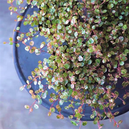 Maidenhair Vine ( Muehlenbeckia complexa ' Spotlight ' )