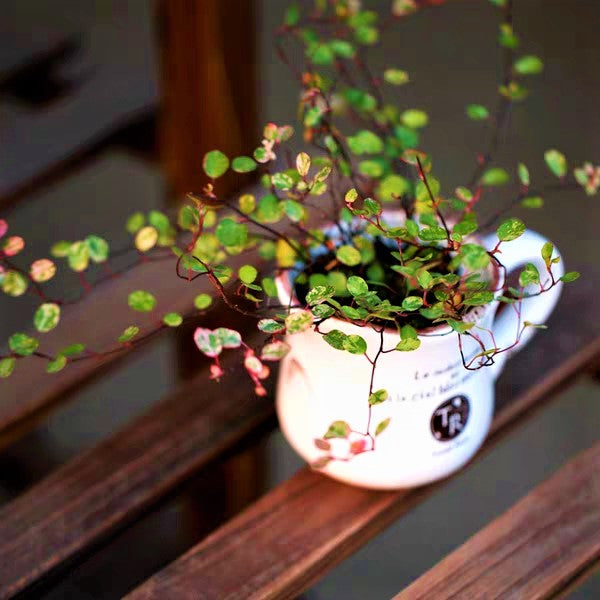 Maidenhair Vine ( Muehlenbeckia complexa ' Spotlight ' )