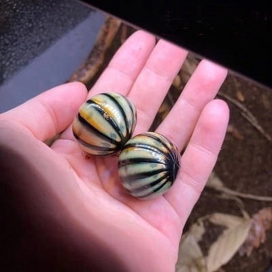 Malaysia Gemstone Pill Millipedes (Zephronia sp.)