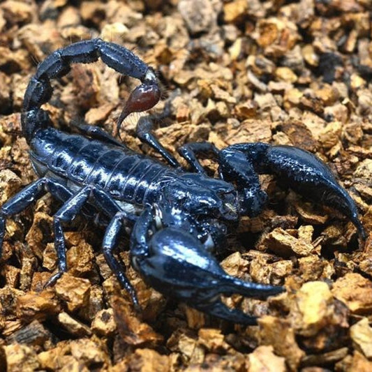 Malaysian Forest Scorpion (Heterometrus spinifer)