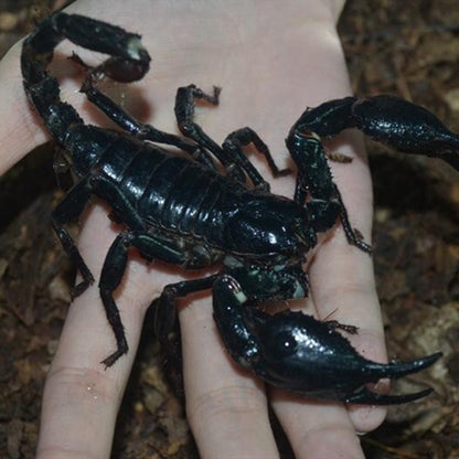 Malaysian Forest Scorpion (Heterometrus spinifer)