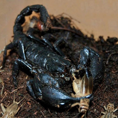 Malaysian Forest Scorpion (Heterometrus spinifer)