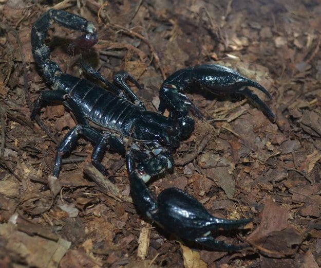 Malaysian Forest Scorpion (Heterometrus spinifer)