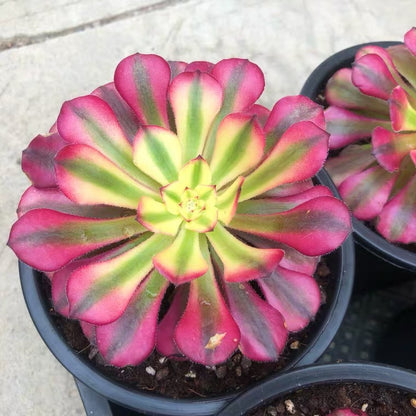 Mardi Gras(Aeonium)