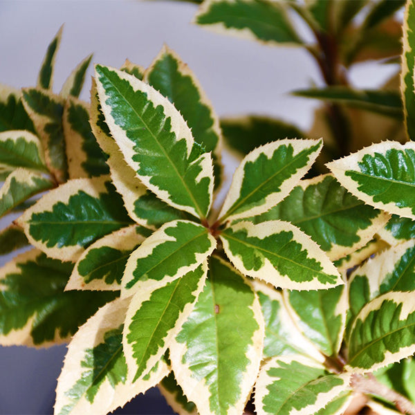 Marlberry (Ardisia japonica var. Variegata)