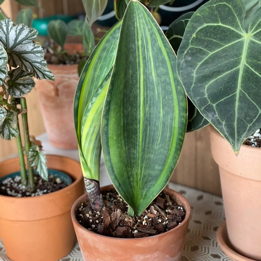 giant sansevieria masoniana Mason’s Congo Whale Fin (Sansevieria Masoniana Var.)