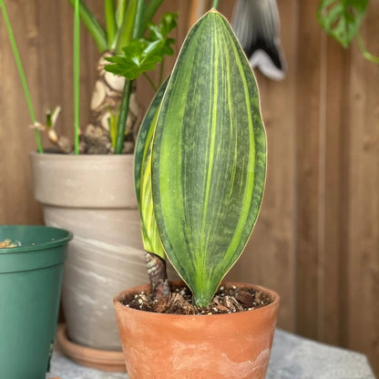 sansevieria masoniana giant Mason's Congo Whale Fin (Sansevieria Masoniana Var.) for Sale