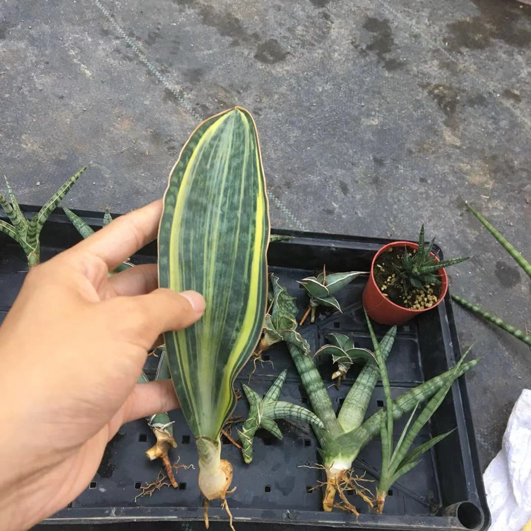 sansevieria masoniana grandis Mason’s Congo Whale Fin (Sansevieria Masoniana Var.)