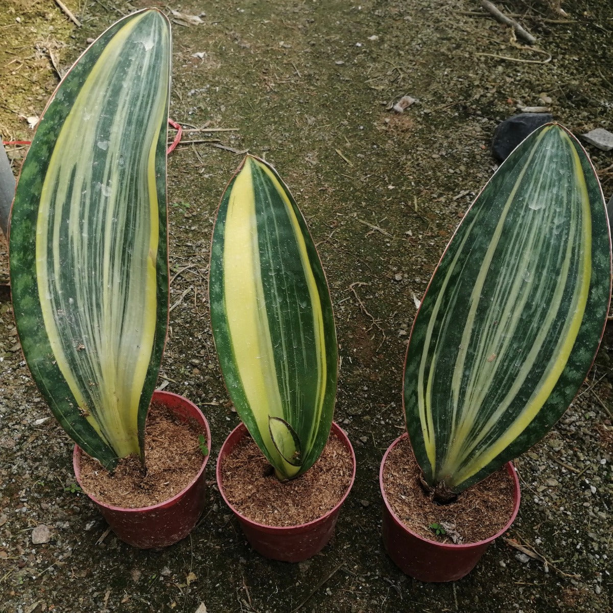 Mason’s Congo Whale Fin (Sansevieria Masoniana Var.)