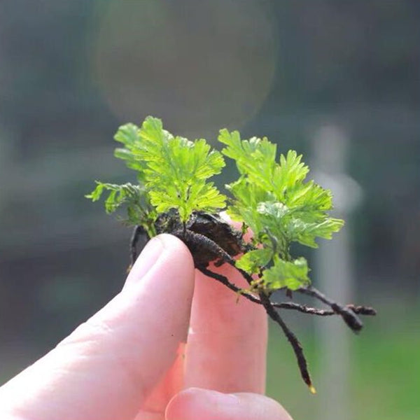 Mecodium Badium