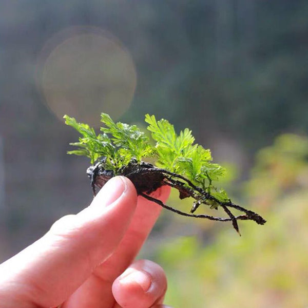 Mecodium Badium