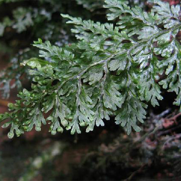 Mecodium Badium