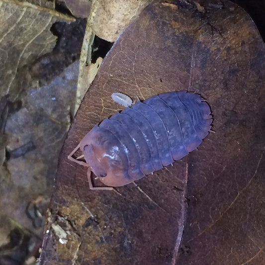 'Red Head' Isopods (Merulanella sp.)