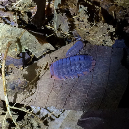 'Red Head' Isopods (Merulanella sp.)