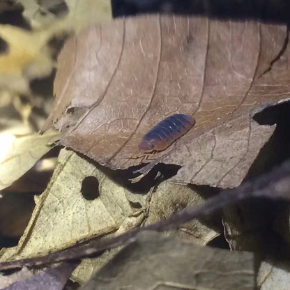 'Red Head' Isopods (Merulanella sp.)