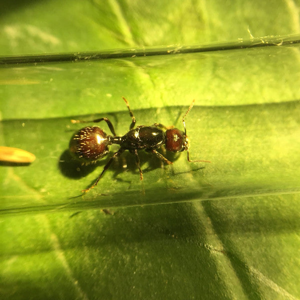 Messor barbarus colony