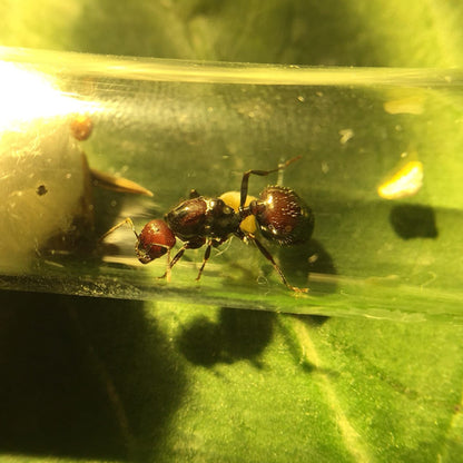 Messor barbarus colony