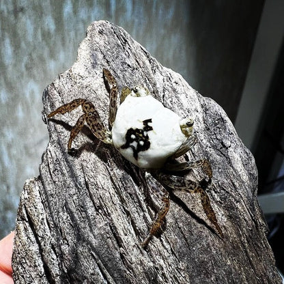 Batik Crab (Metasesarma obesum Var Whiter.)