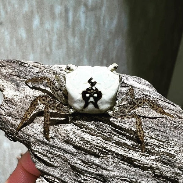 Batik Crab (Metasesarma obesum Var Whiter.)