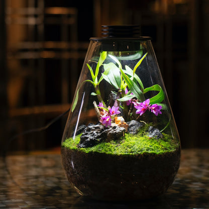 Drop Shape Micro Landscape Terrarium with LED Grow Light
