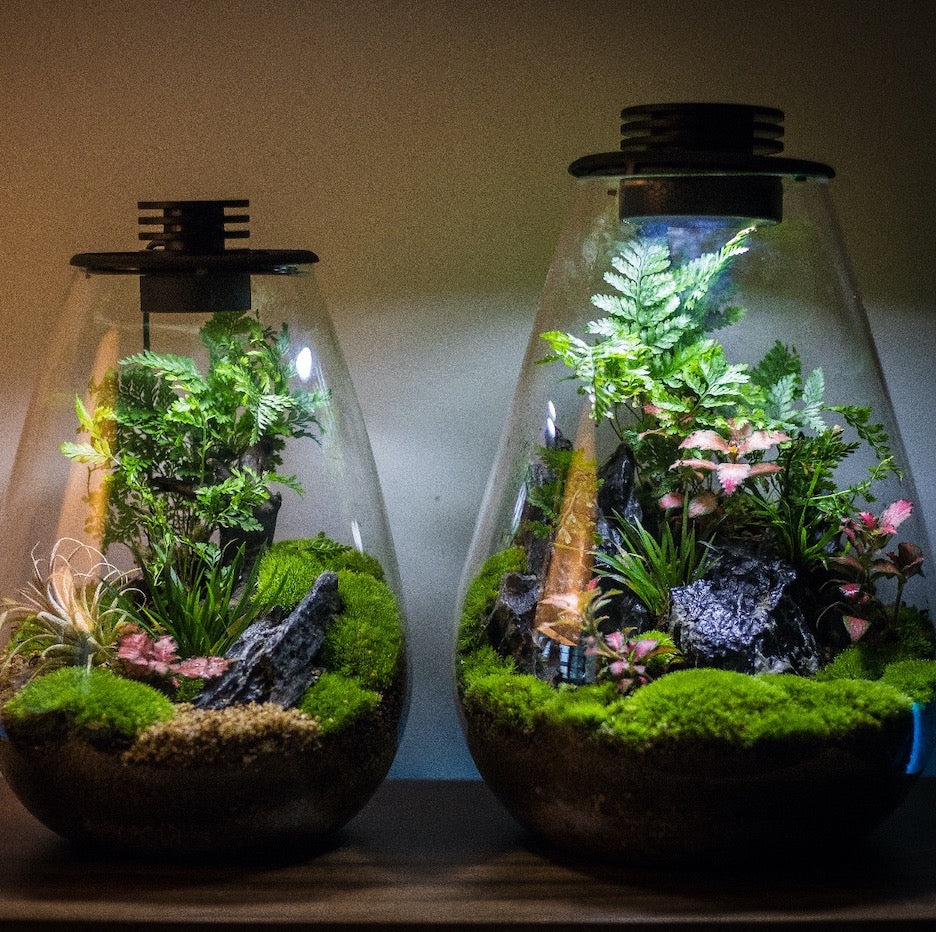 terrarium plant light Drop Shape Micro Landscape Terrarium with LED Grow Light