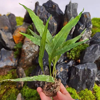 Microsorum pteropus (Blume) Copel.