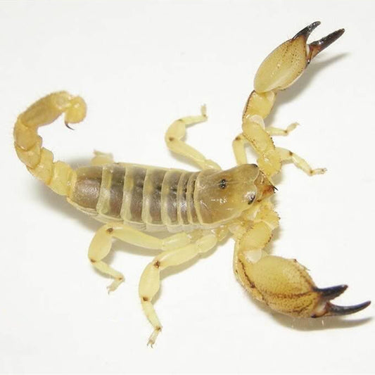 Middle East Gold Scorpion (Scorpio maurus)