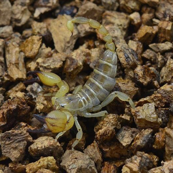 Middle East Gold Scorpion (Scorpio maurus)
