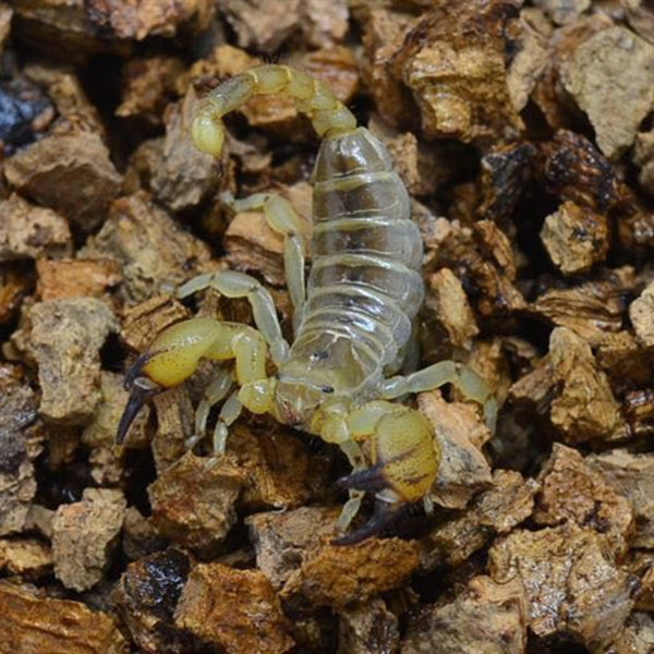 Middle East Gold Scorpion (Scorpio maurus)