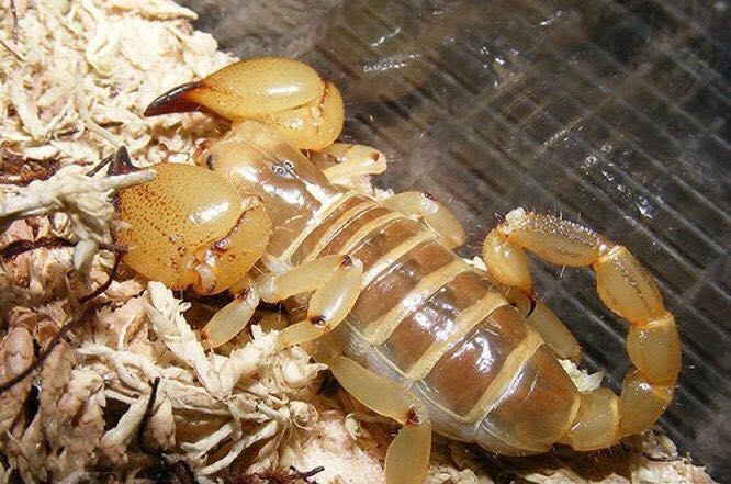 Middle East Gold Scorpion (Scorpio maurus)