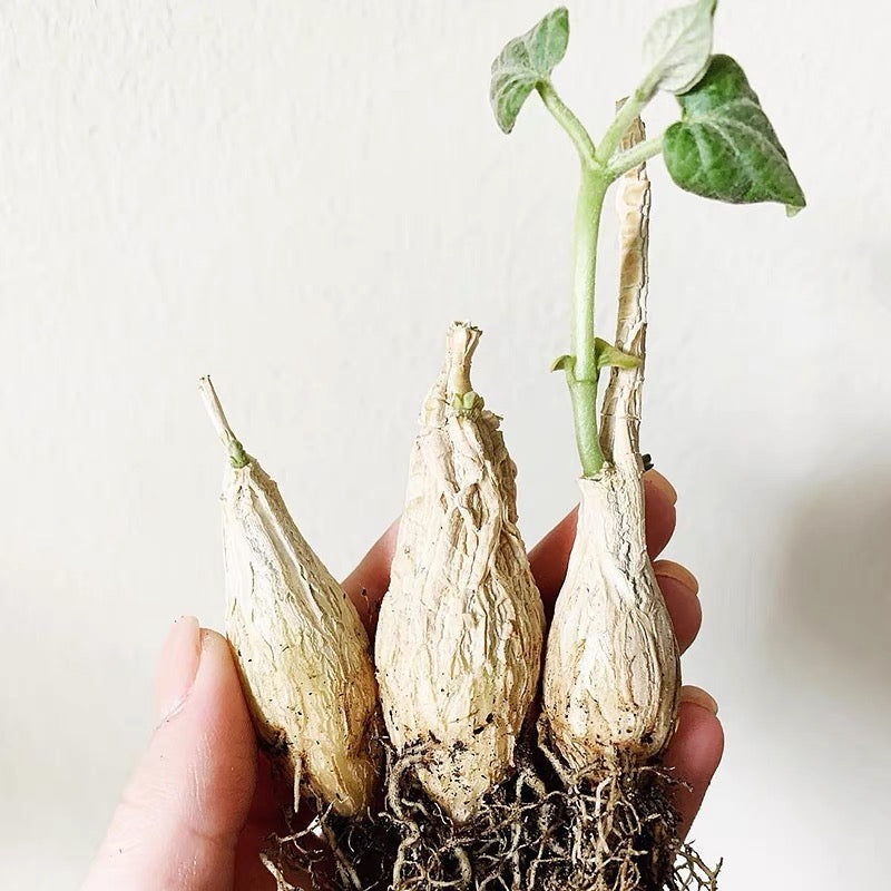 Milk Vines (Matelea cyclophylla)