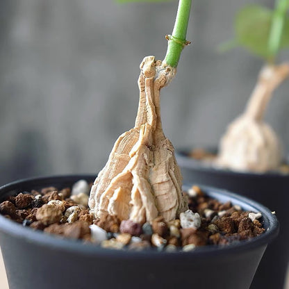 Milk Vines (Matelea cyclophylla)