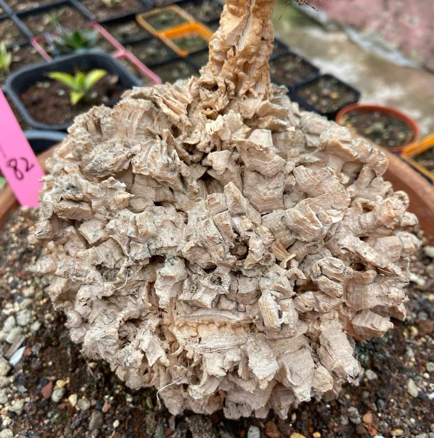 Milk Vines (Matelea cyclophylla)
