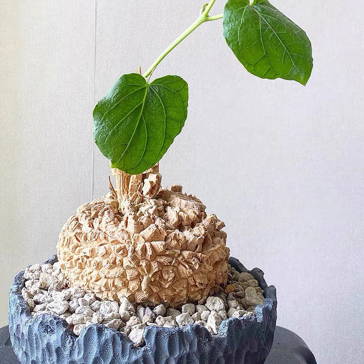 Caudex Plants – My Home Nature