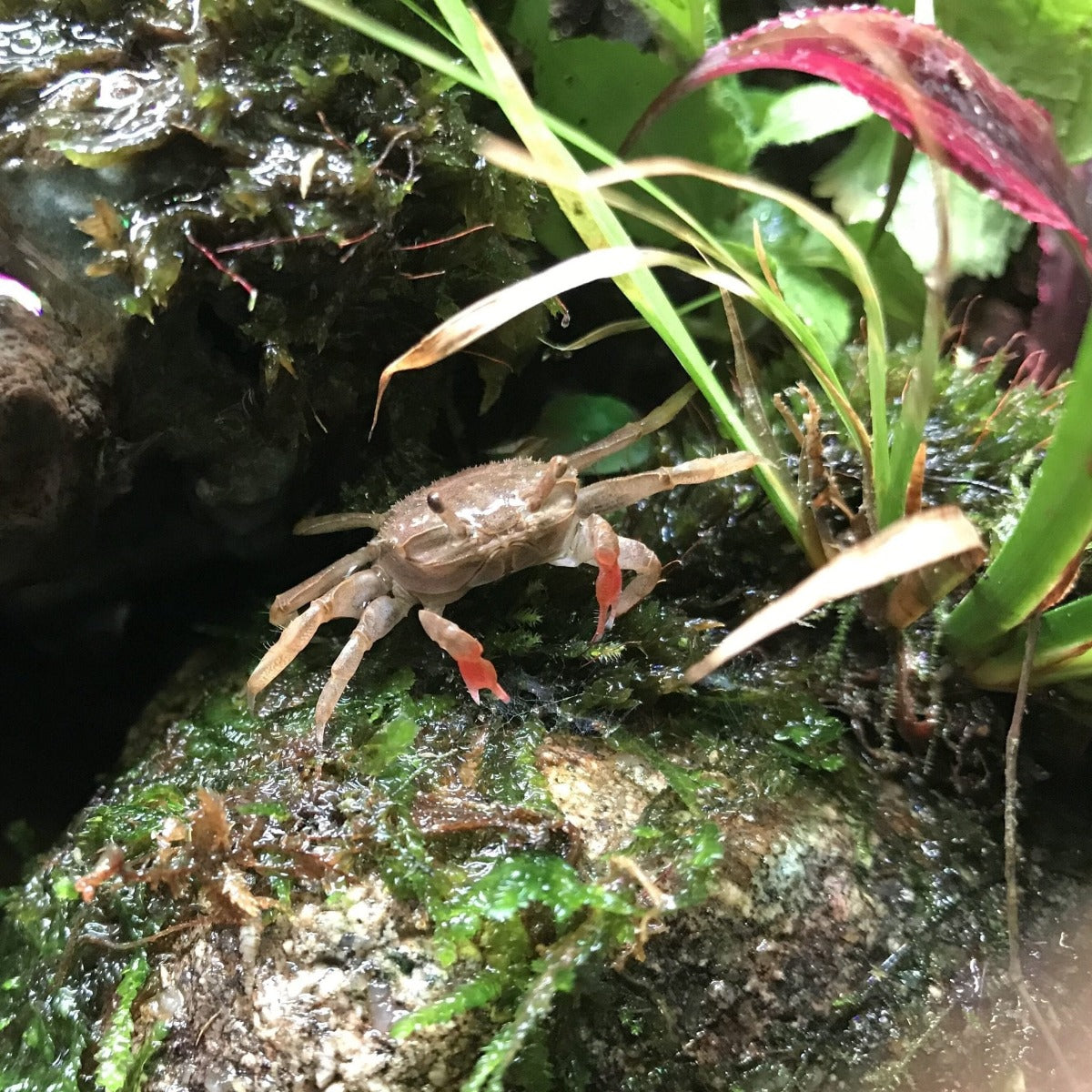 Mini Chili Crab (Llyoplax sp)