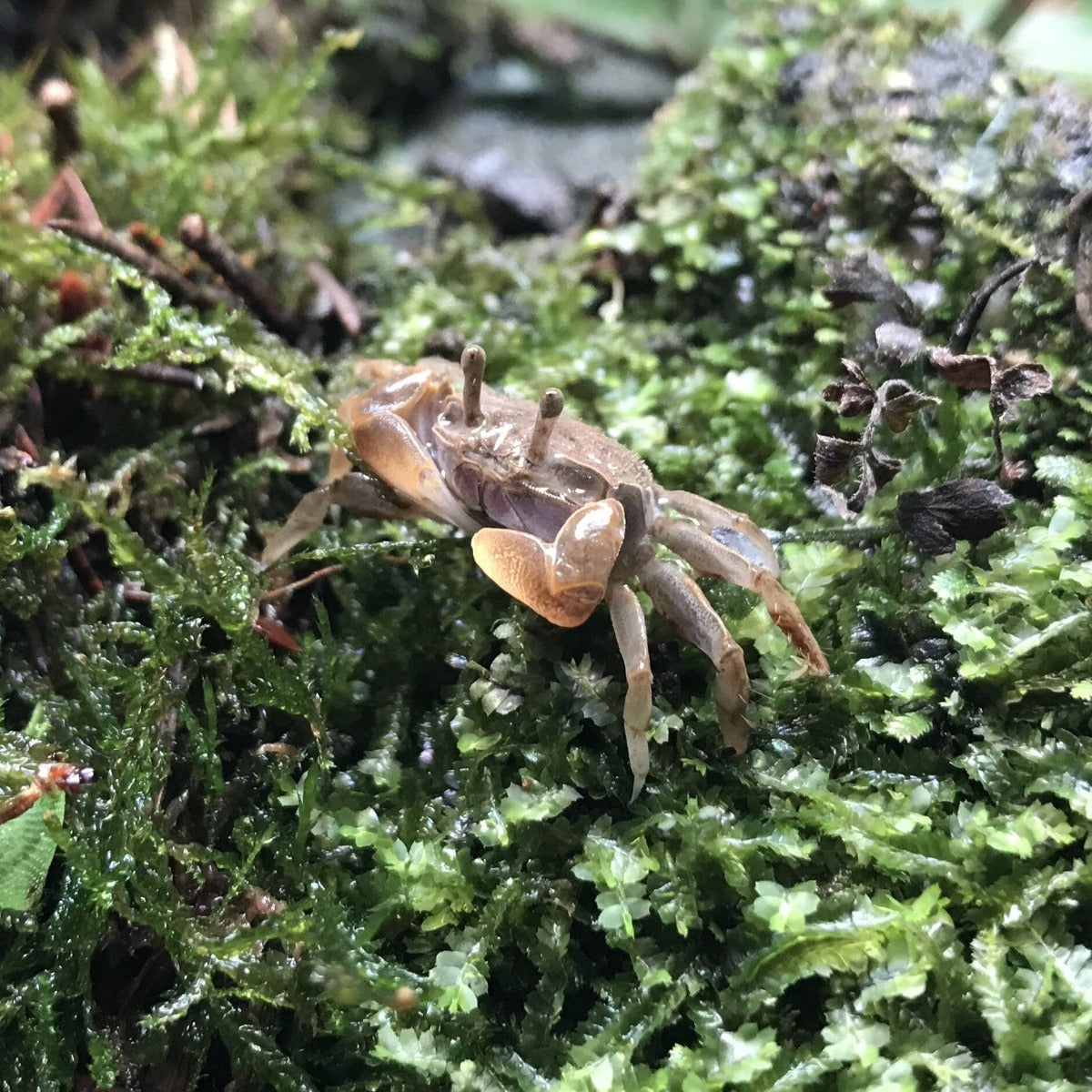 Mini Chili Crab (Llyoplax sp)