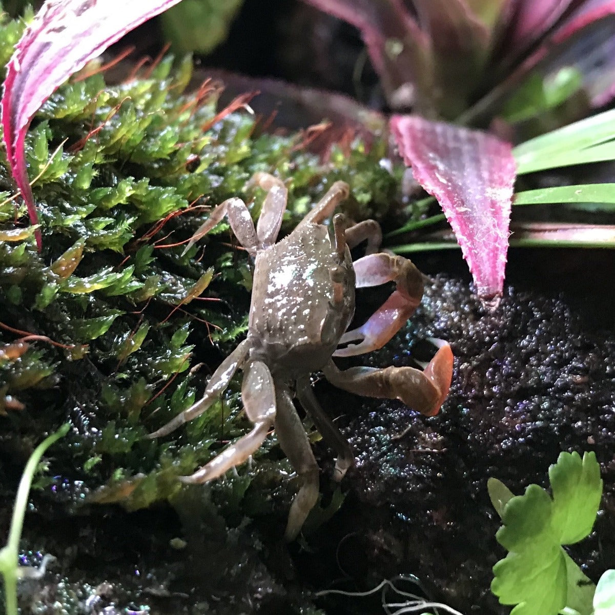 Mini Chili Crab (Llyoplax sp)