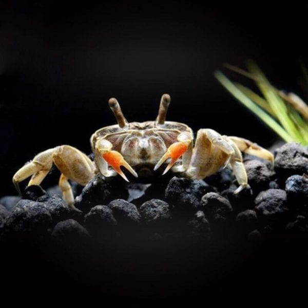 Mini Chili Crab (Llyoplax sp)