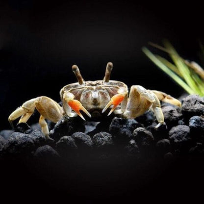 Mini Chili Crab (Llyoplax sp)