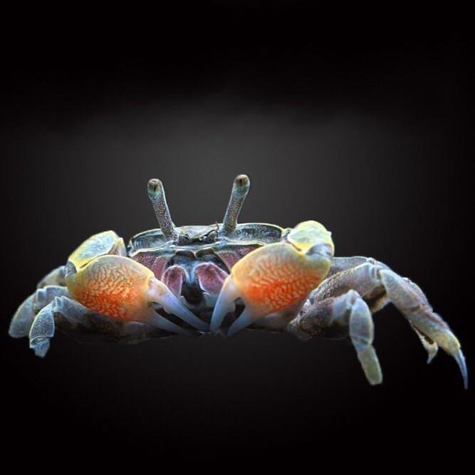 Mini Chili Crab (Llyoplax sp)