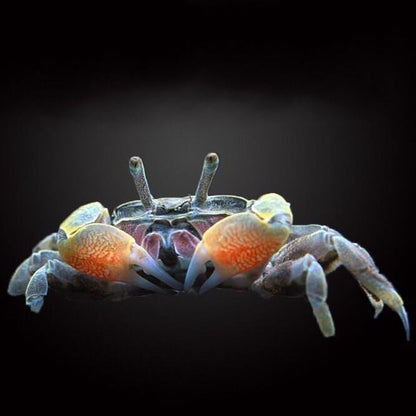 Mini Chili Crab (Llyoplax sp)