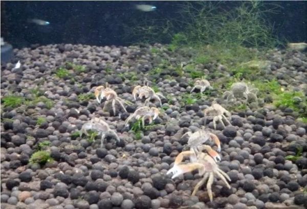 Mini Chili Crab (Llyoplax sp)