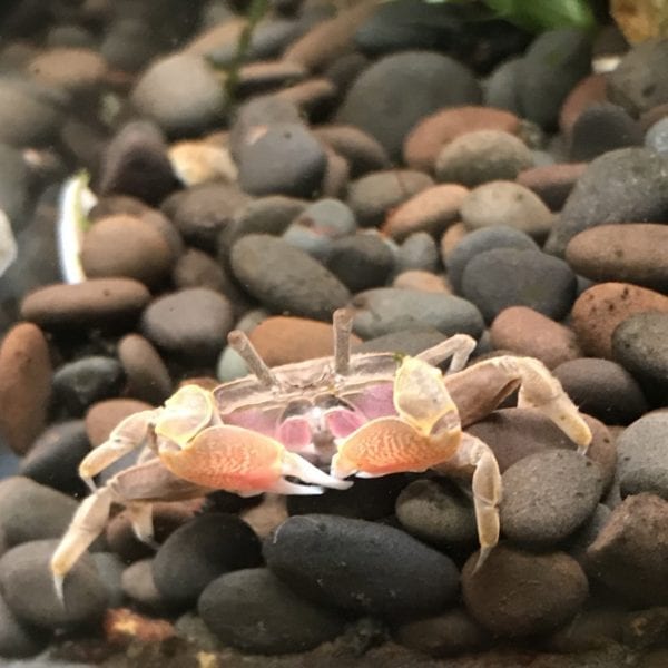 Mini Chili Crab (Llyoplax sp)
