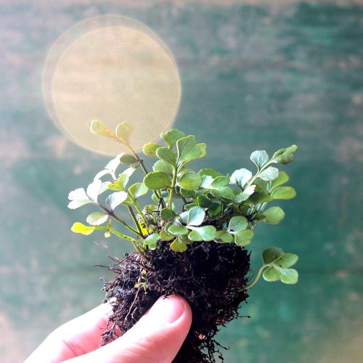 Mini Maidenhair spleenwort (Asplenium saxicola)